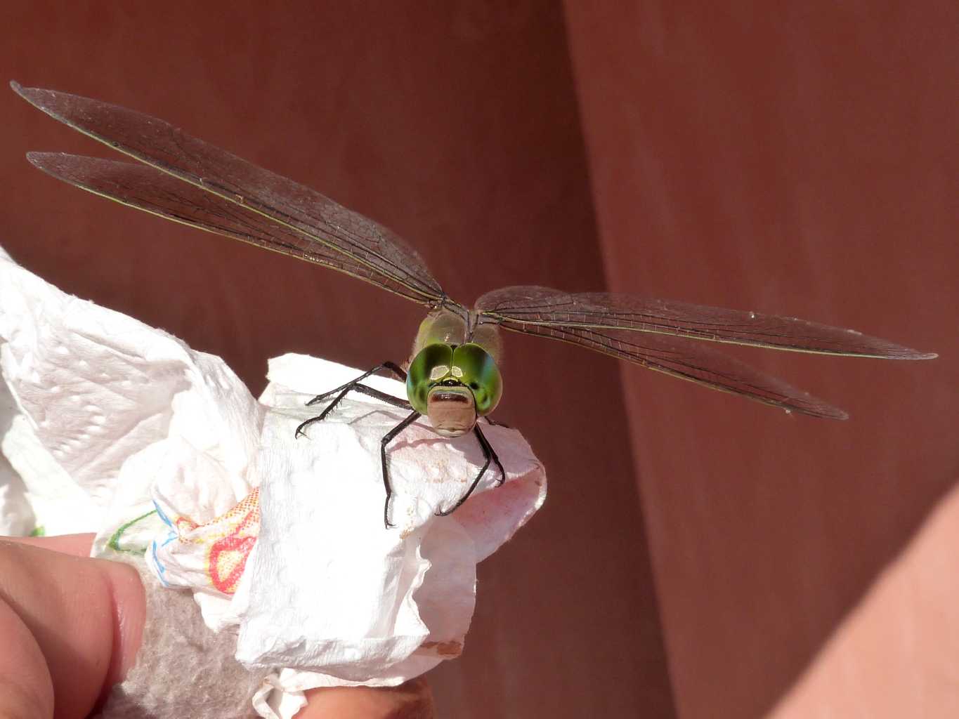Visita notturna inattesa: Anax parthenope femmina